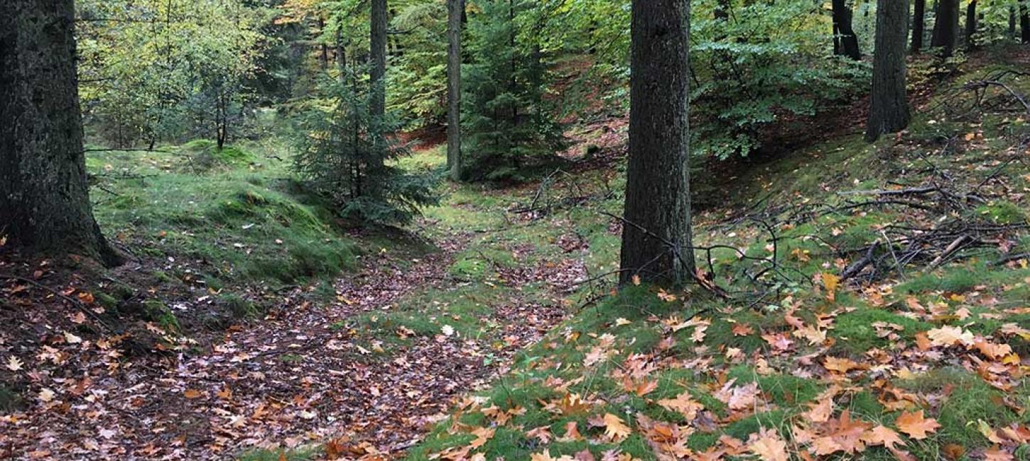 Skovbund efterårsskov Hovborg Plantage